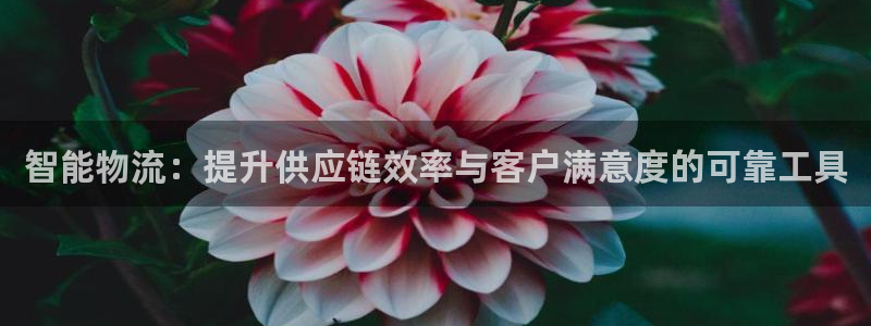 多多28加拿大28：智能物流：提升供