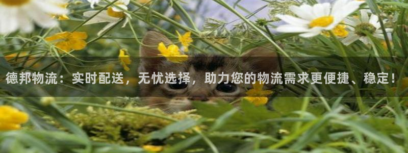 多多28加拿大走势：德邦物流：实时配